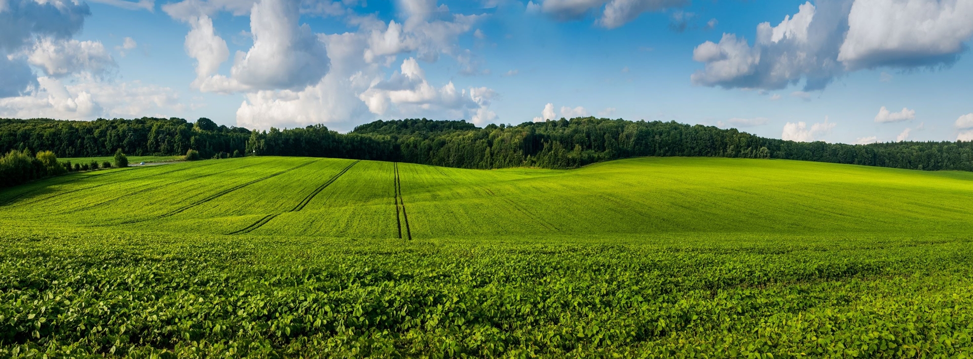 soybean field