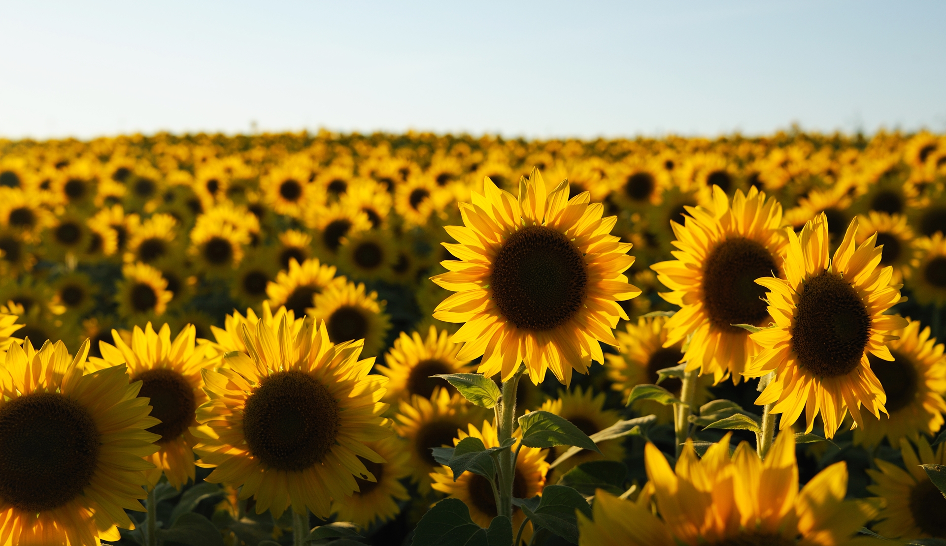 sunflowers in a field