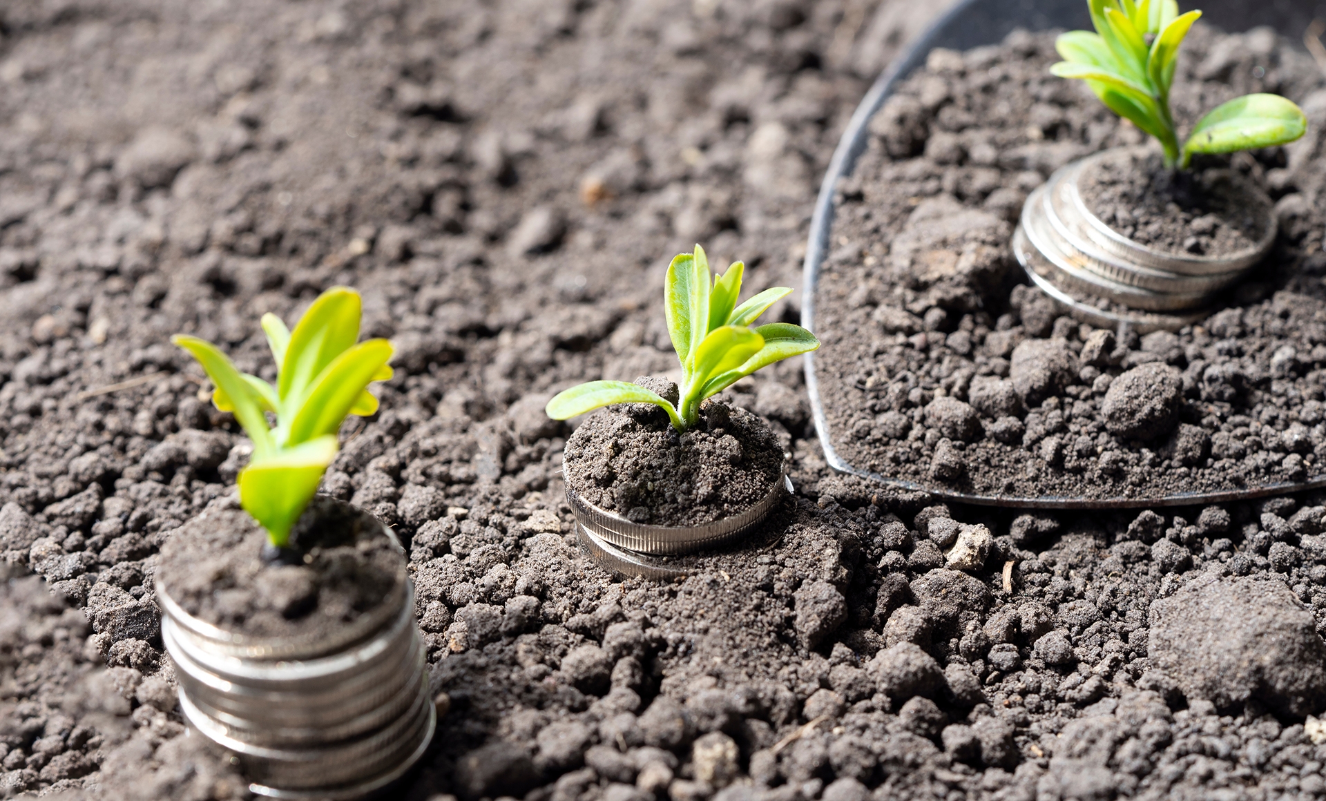 money in dirt with plants