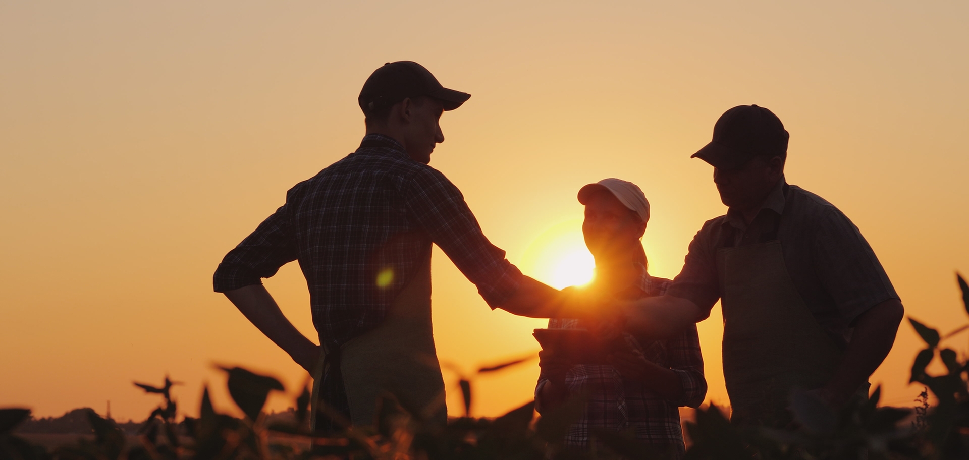 people shaking hands during sunset